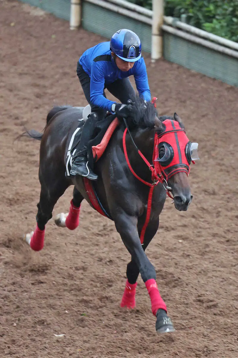 【セントライト記念】エコロヴァルツ華麗に加速！逆襲の秋へ仕上がり万全