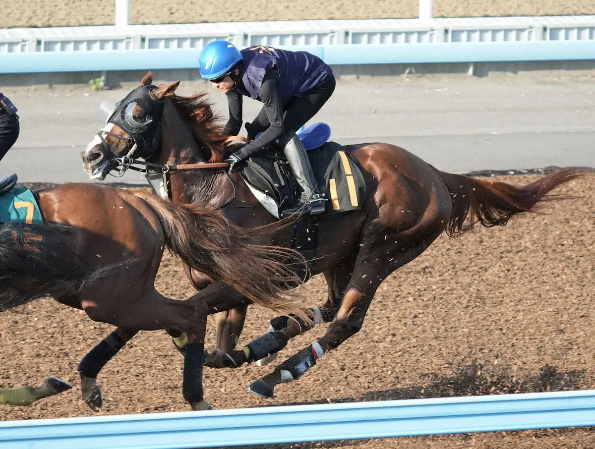 【セントライト記念】アーバンシック　雄大な脚さばき、武井師「少しずつ大人になってきた」