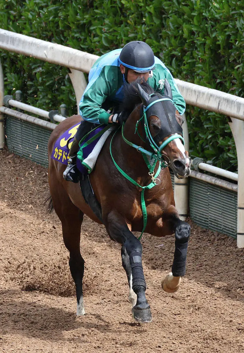 引退発表のカテドラル、珠洲ホースパークで乗馬に…元JRA調教師の角居勝彦氏が開設