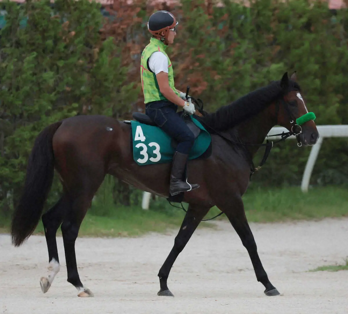 【野路菊S】ジョバンニ　2連勝で世代のエースへ！陣営「芯がしっかりしていて走りがブレない」