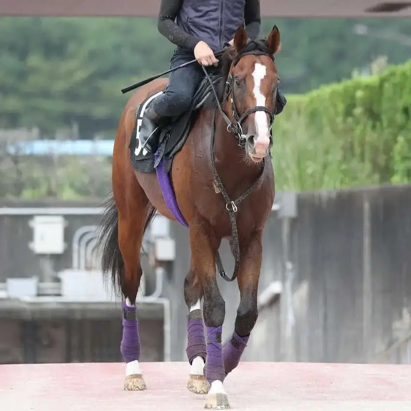 【神戸新聞杯】田井「菊花賞出走が叶えば本番でも」　“父の代表産駒にふさわしい”期待馬とは？