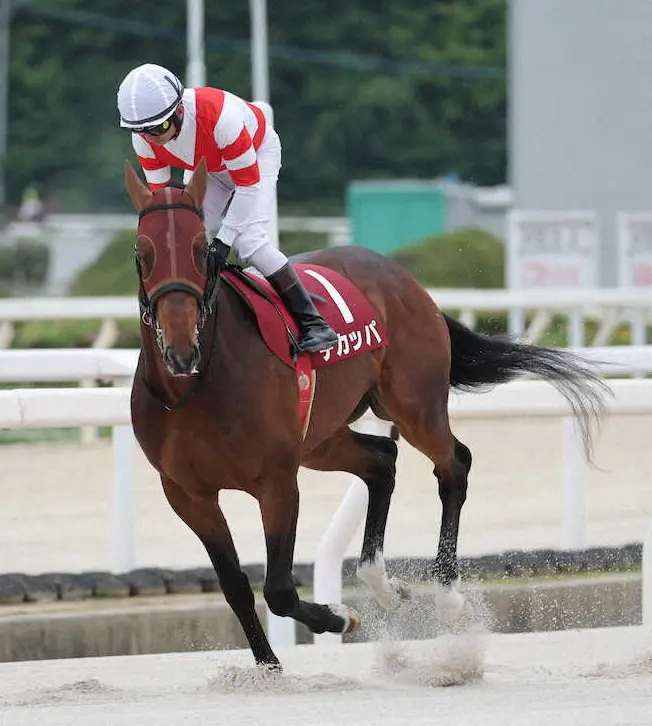 北海道スプリントC1着のチカッパは横山典との再コンビで東京盃へ