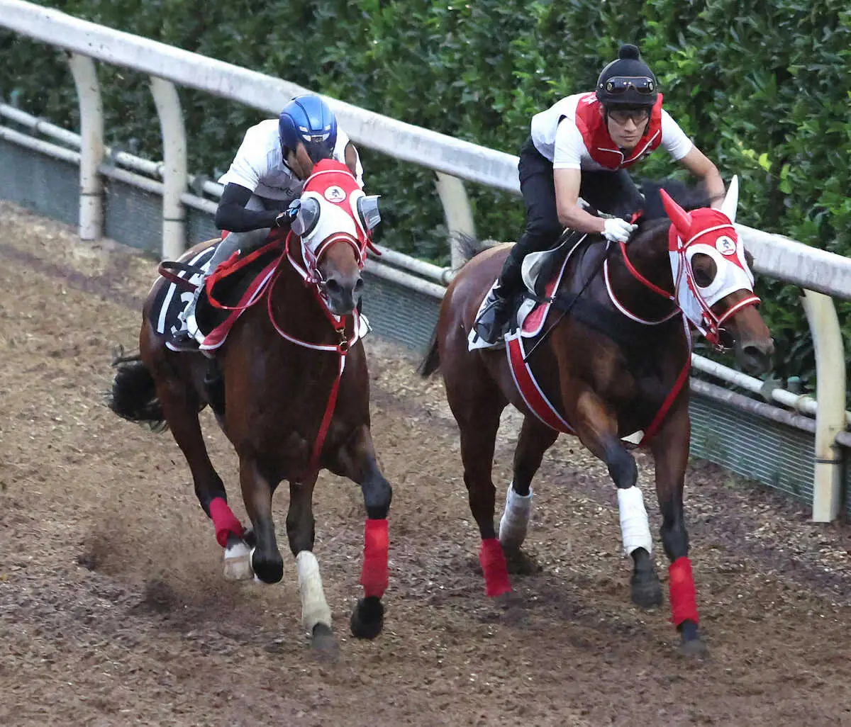 【神戸新聞杯】ミスタージーティー　北村友が好感触「思ったよりも軽い走り」