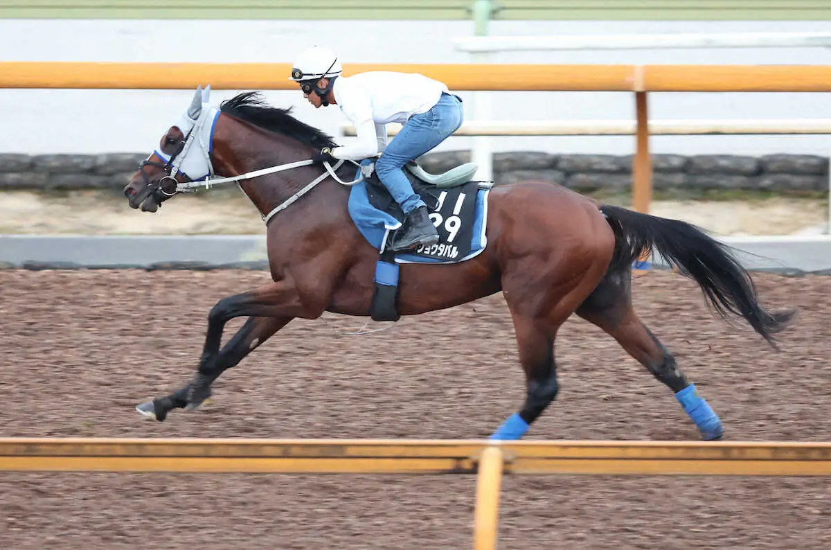 【神戸新聞杯】メイショウタバル伸び伸び！精神面安定で軽快な脚さばき、CWでラスト1F11秒8