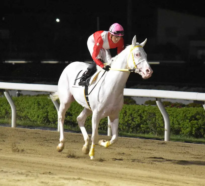 【地方競馬コラム】浦和に吹く白毛フィーバー　客寄せマスコットじゃない　好勝負を期待したい