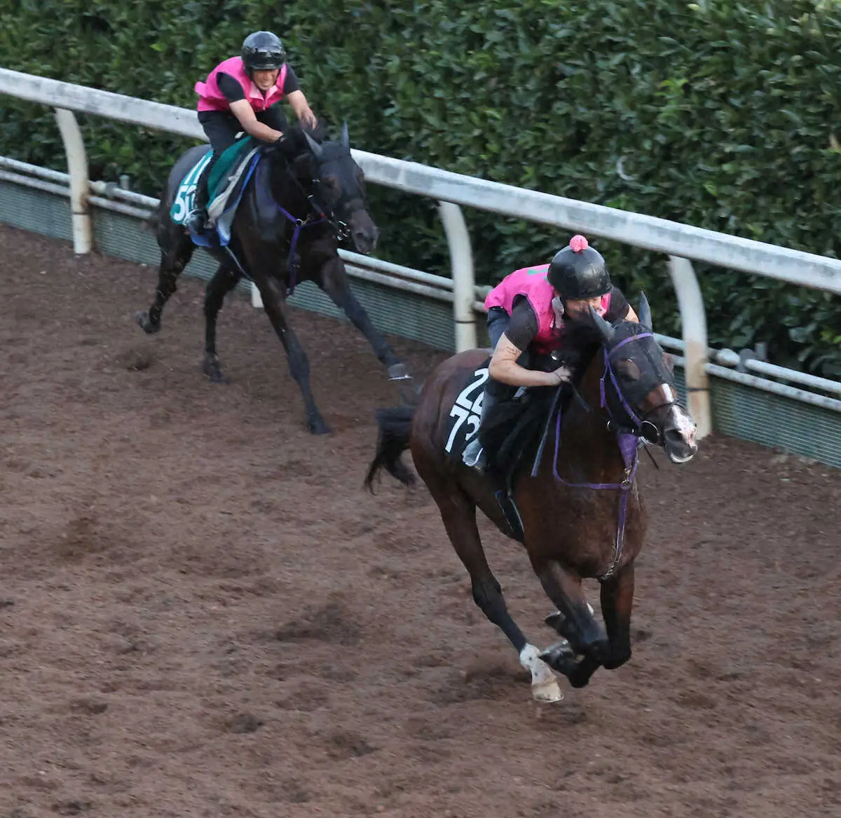 【神戸新聞杯】ウエストナウ　いい感じに成長、佐々木師「楽しみしかない」