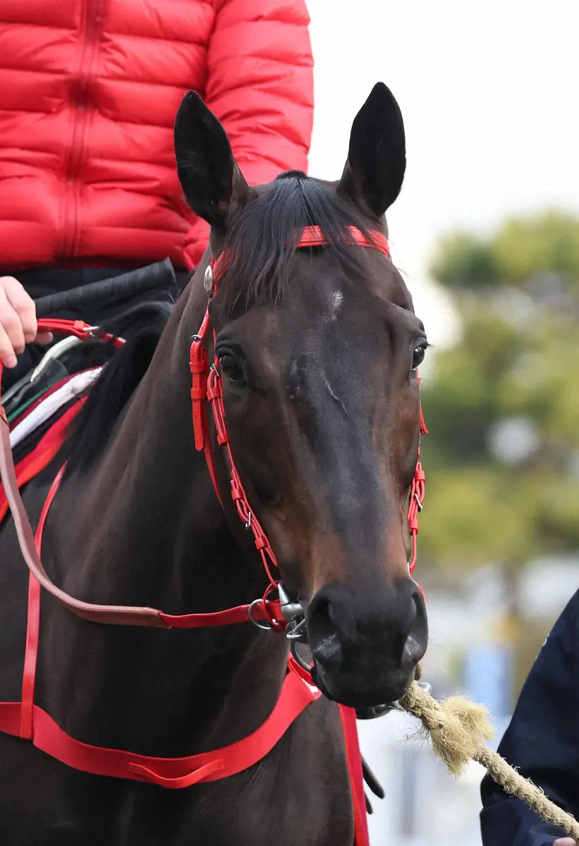 【スプリンターズS】ビクターザウィナー＆ムゲン　香港馬ともに順調「期待しています」