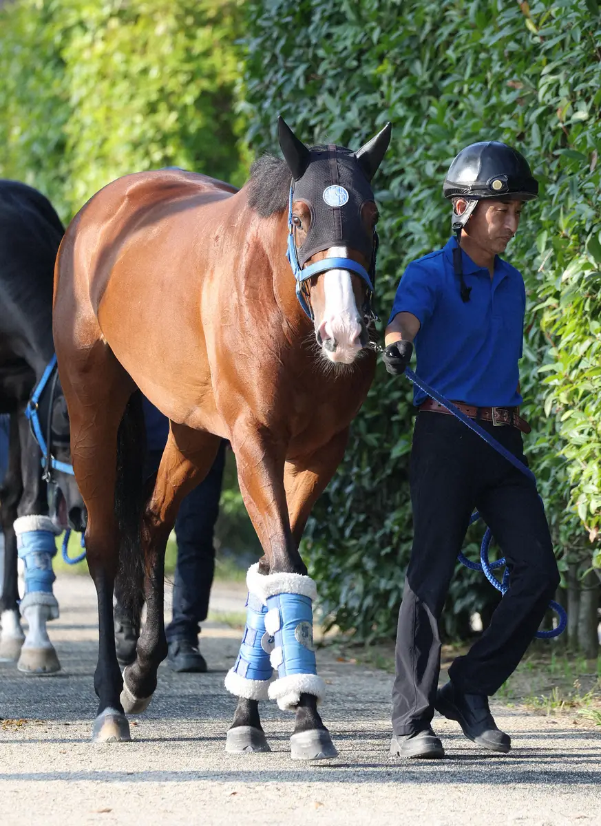 【スプリンターズS展望】主役はママコチャ　史上4頭目の連覇に挑む