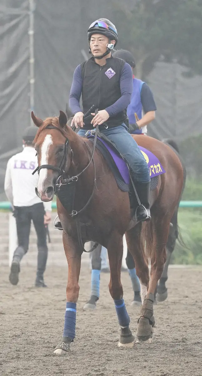 【画像・写真】【スプリンターズS】トウシンマカオ“戴冠の時”だ!　出走馬で唯一の3項目「満点」でトップ評価