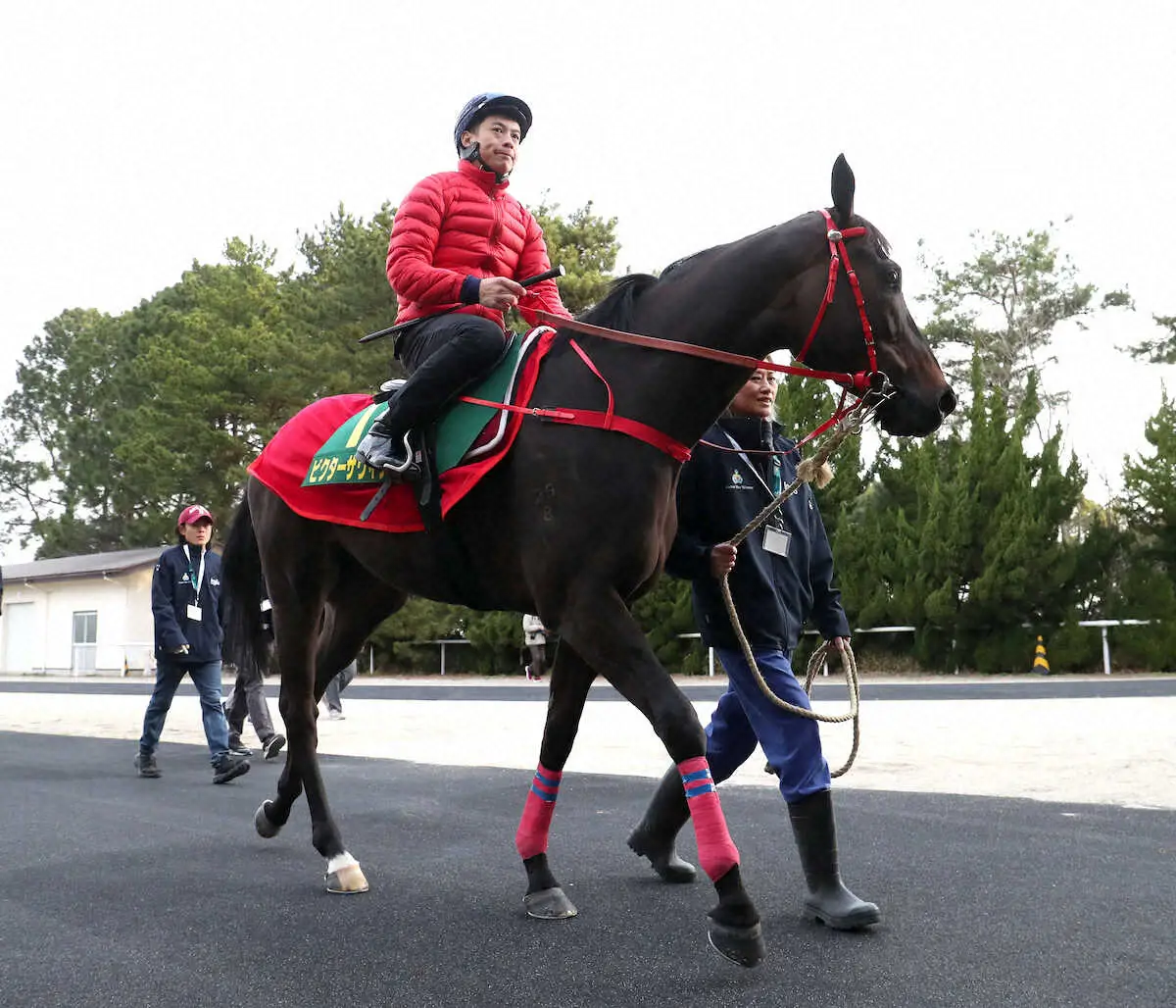 【スプリンターズS】香港馬2頭が中山競馬場に移動、ムゲンのリョン助手「馬運車は乗り慣れている」