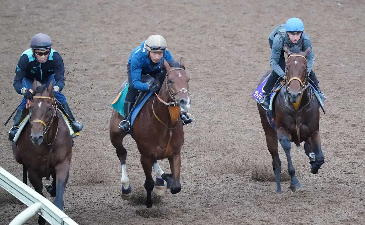 【スプリンターズS】サトノレーヴ　豪快に加速！3頭併せでラスト一気ギアチェンジ