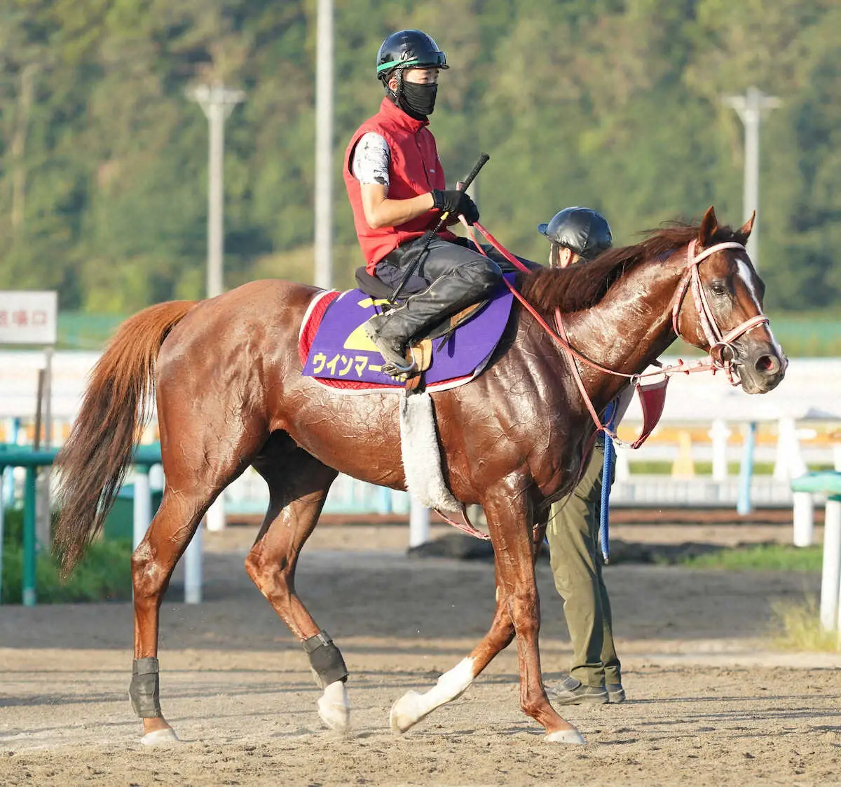 【スプリンターズS】ウインマーベル充実！三度目の正直、深山厩舎G1初制覇へ