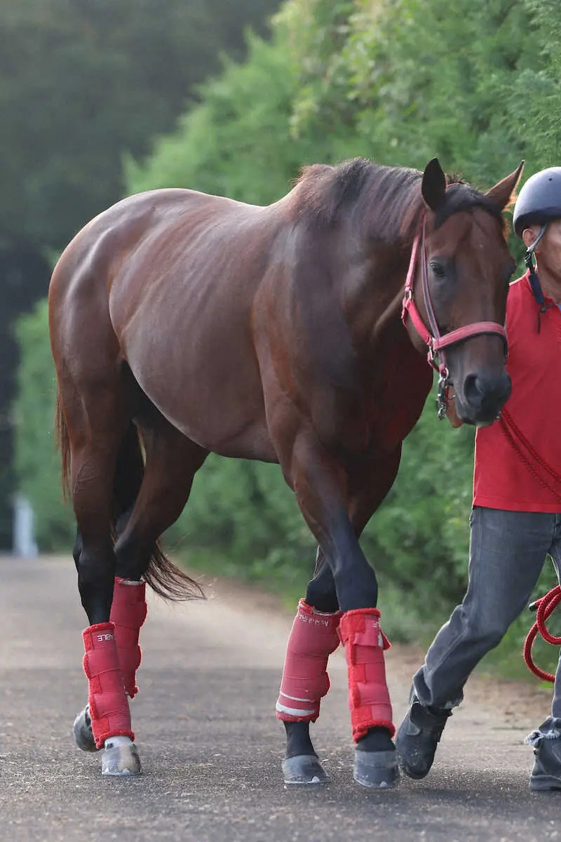 【スプリンターズS】（15）ヴェントヴォーチェ　久々の実戦　陣営「調教をしっかりこなしていたし順調」