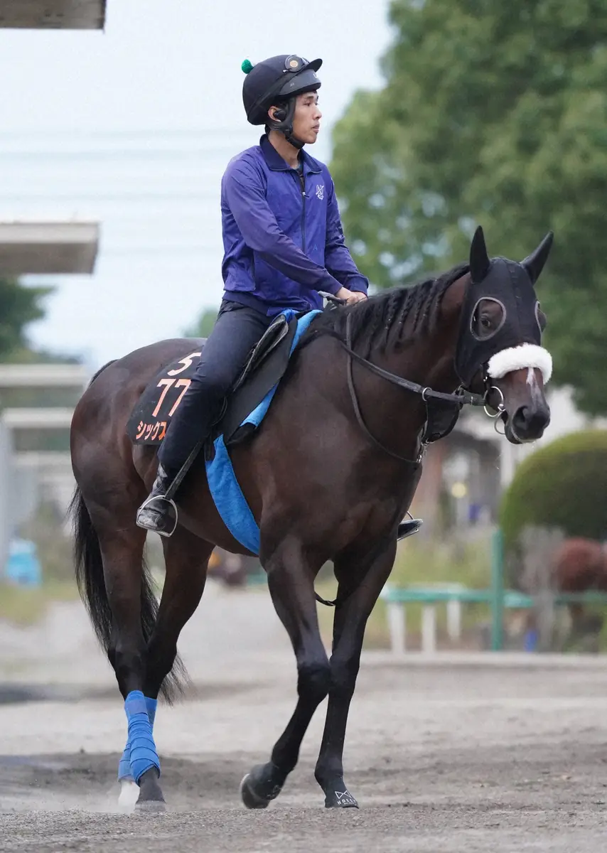 【毎日王冠】シックスペンス　心身ともに成長　国枝師「体がしっかりしてきた」