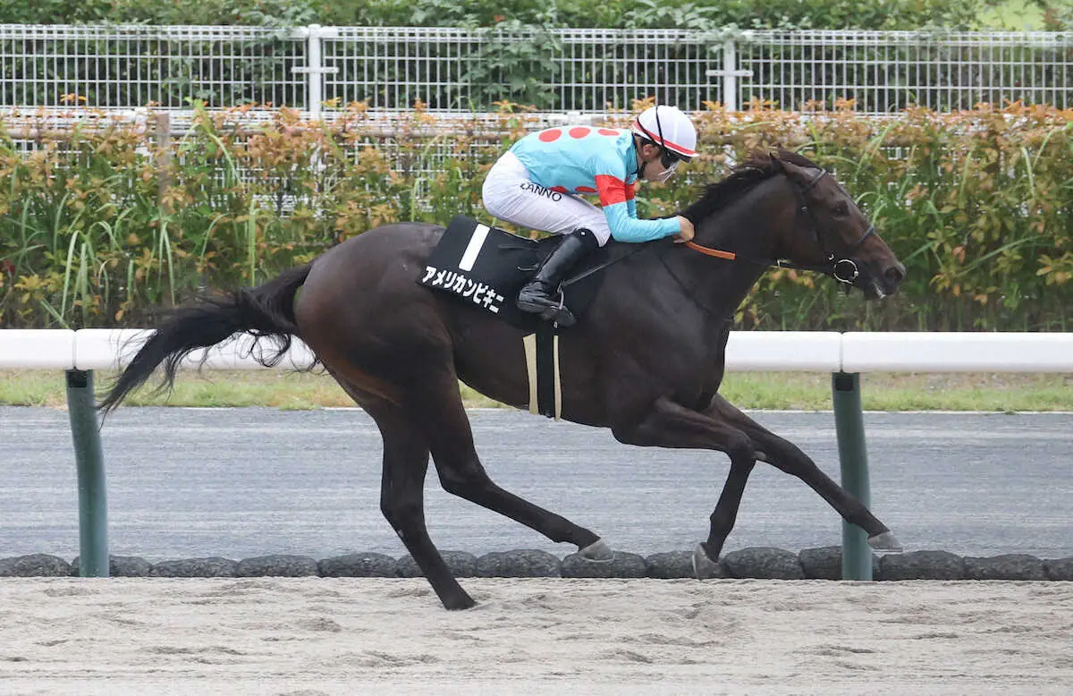 アメリカンビキニ　米BCジュベナイルフィリーズを視野　参戦なら日本調教馬初出走