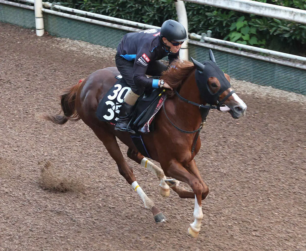 【サウジアラビアRC】アルテヴェローチェ　須貝師納得「馬の気持ちに任せて」坂路好時計