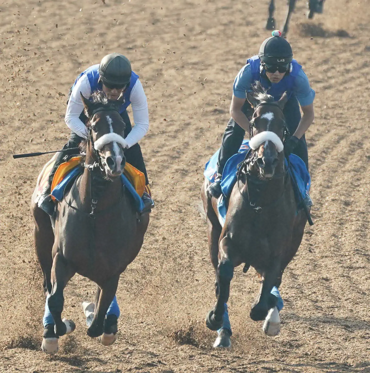 【毎日王冠】シックスペンス　Wコース併せ馬5F64秒3　ダービー敗戦から夏場に成長