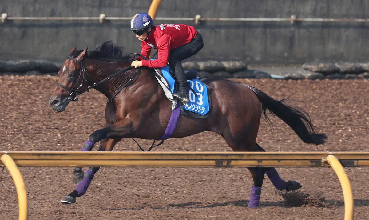 【京都大賞典】サトノグランツ　4歳秋を迎え成長1F11秒2“追うごとに良化”