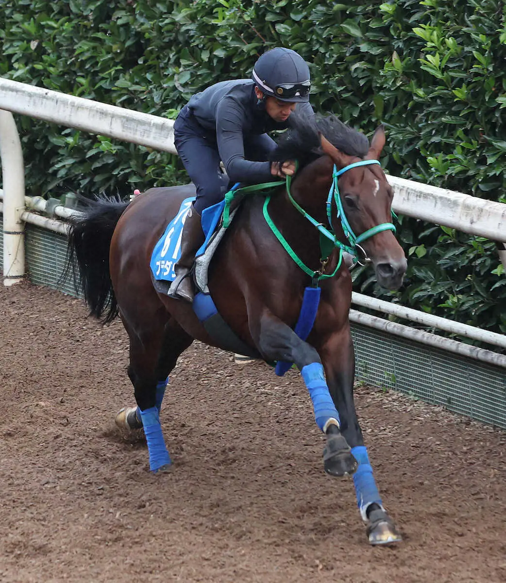 【京都大賞典】プラダリア　坂路しまい重点1F12秒7　池添師「涼しくなって状態上向き」