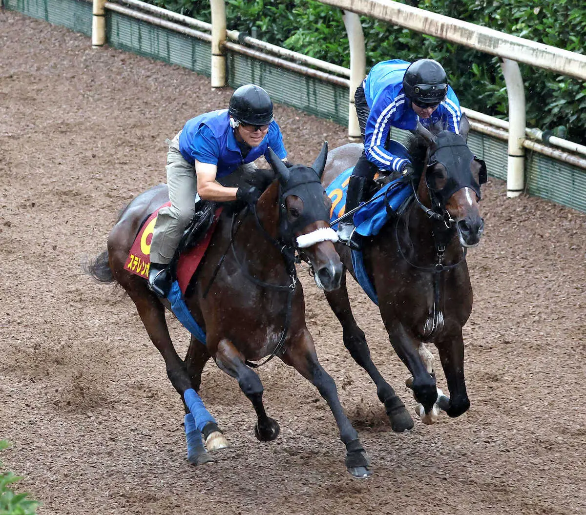 【秋華賞1週前追い】ステレンボッシュ　力強く坂路併入！陣営「体の成長を感じます」