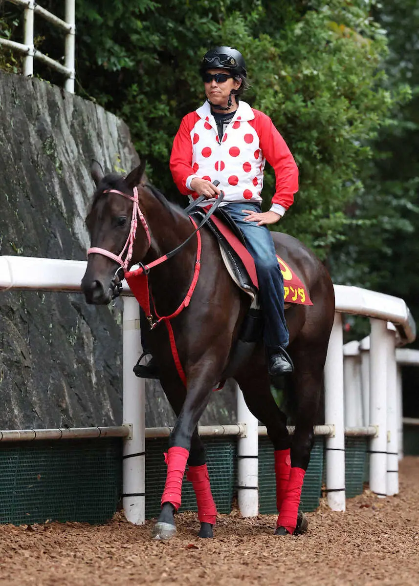 【秋華賞】ラヴァンダ　岩田望の手腕に託した、雰囲気や反応に好感触