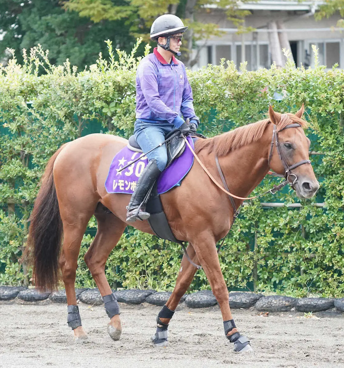 【14日発走　盛岡競馬　マイルCS南部杯　枠順確定】昨年覇者・レモンポップは1枠1番