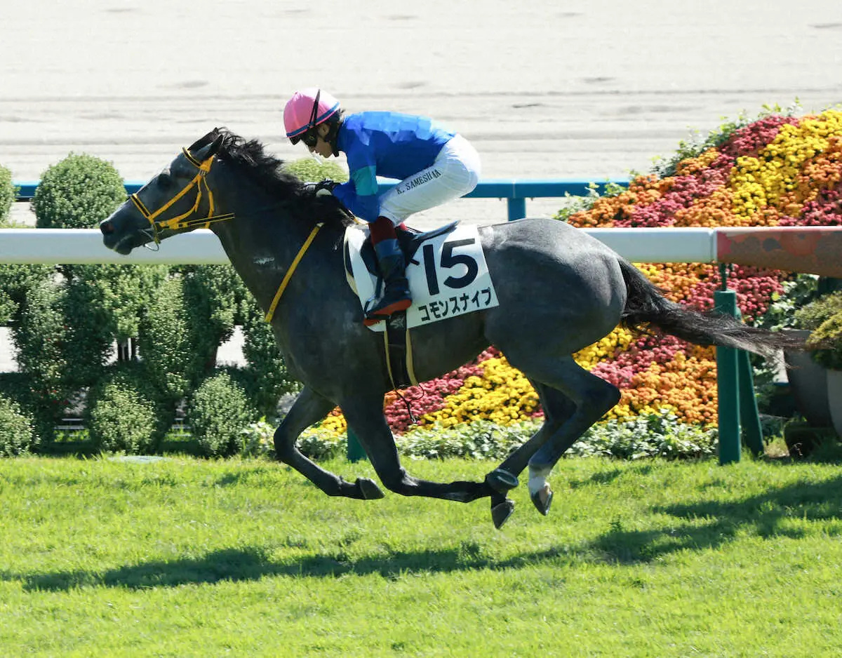 【京都新馬戦】コモンスナイプ　ゴール前捉えた！鮫島駿「うまくレースをしてくれた」