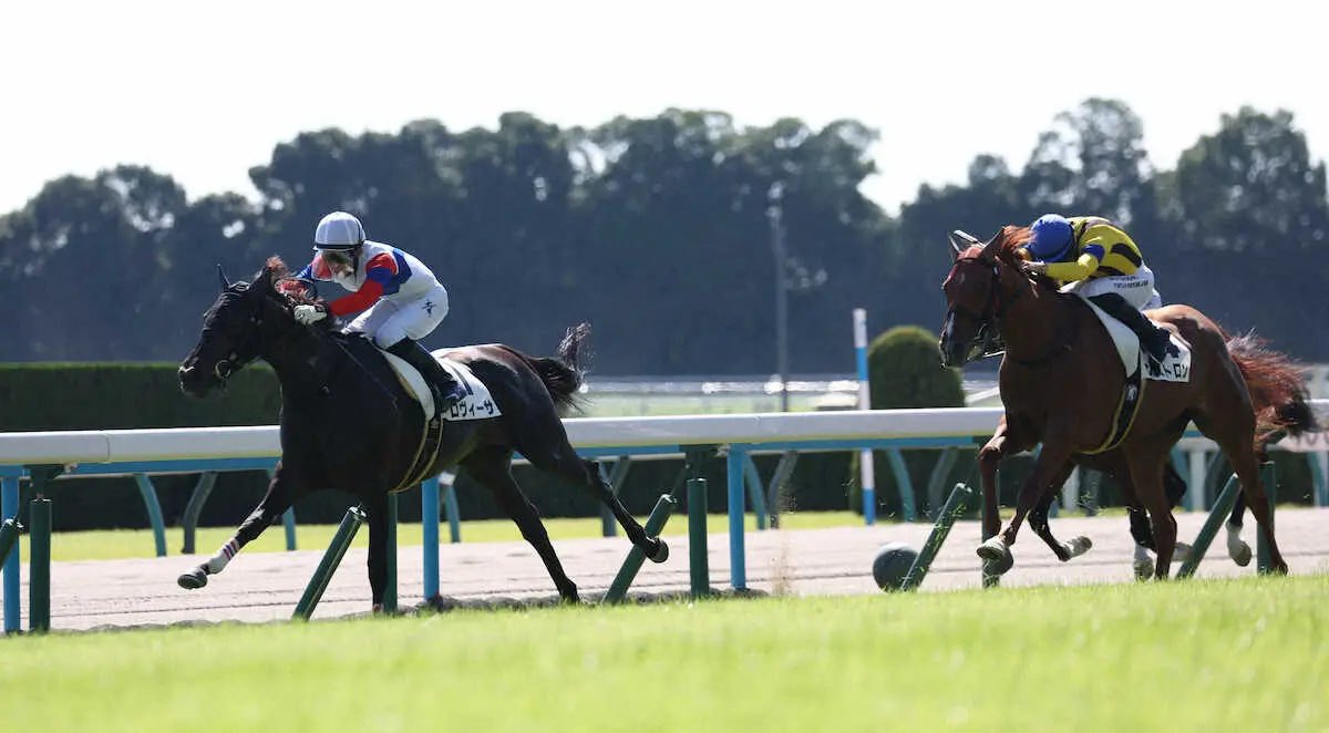 【京都5R新馬】伏兵ロヴィーサが初陣V　大根田師はJRA通算300勝