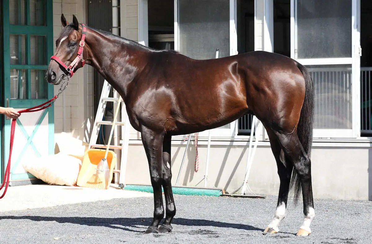 【菊花賞】エコロヴァルツ85点　首が太く肩が発達