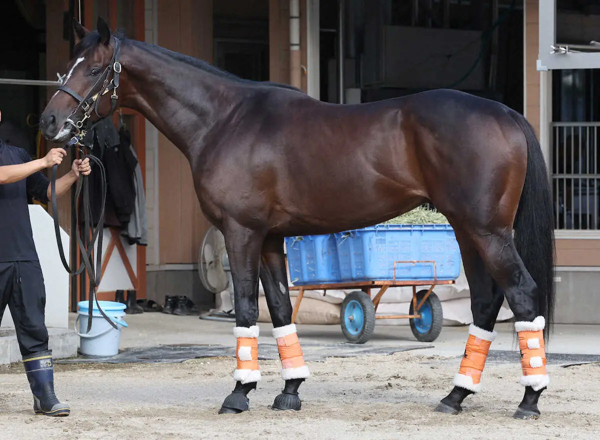 【菊花賞】ショウナンラプンタ80点　長い方が良さそう