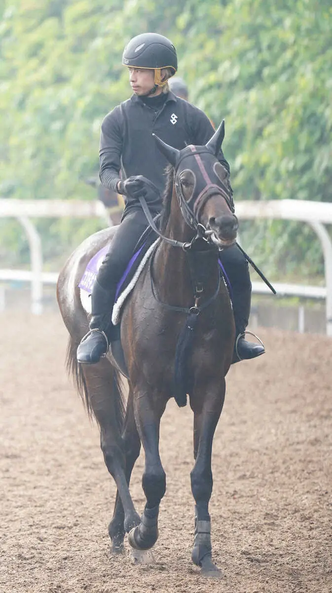 【菊花賞】コスモキュランダ　クラシック“皆勤”　加藤士師「状態は一段階上がっている」