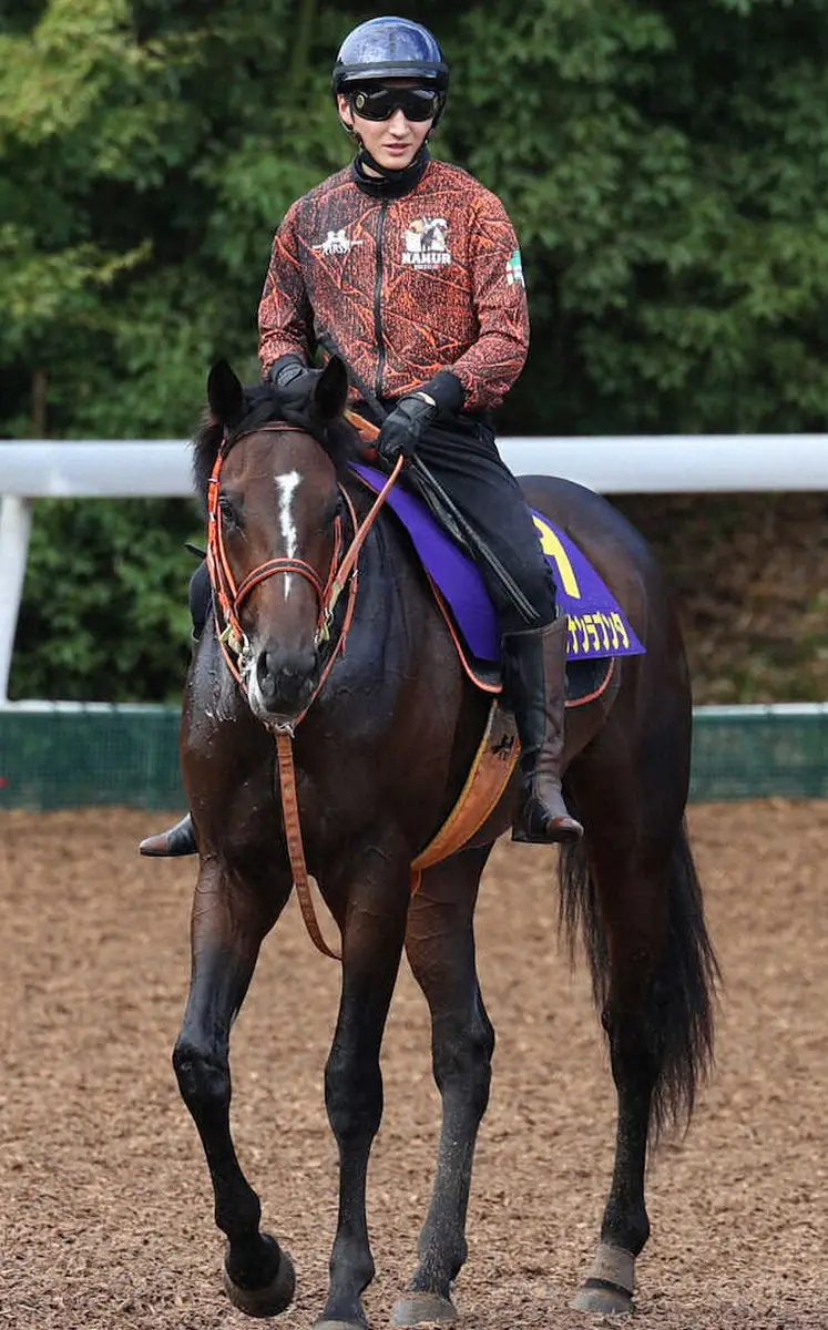 【菊花賞】鮫島駿　ショウナンラプンタとともに頂点へ!悲願のG1制覇「自信を持って乗れる感じ」