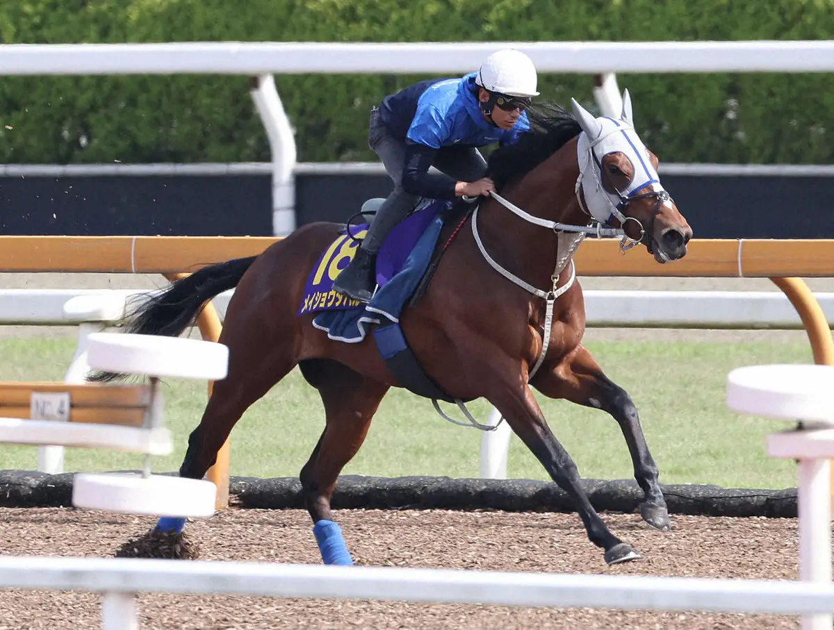 【菊花賞】メイショウタバル　凄くいい雰囲気　陣営「落ち着きがあってピリッと」