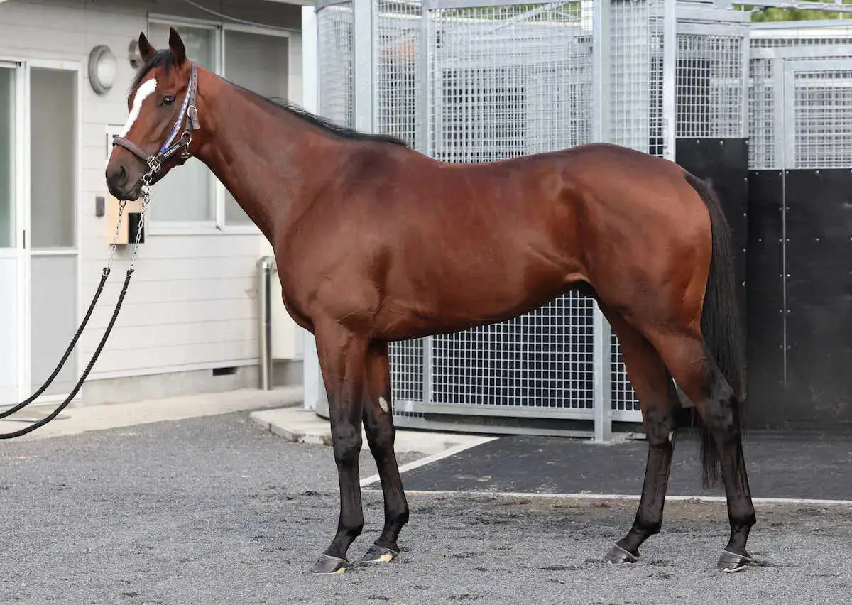  【菊花賞】田井「立ち姿はまるでメジロパーマー」　“十何年に一度現れるステイヤー”馬体の持ち主は？