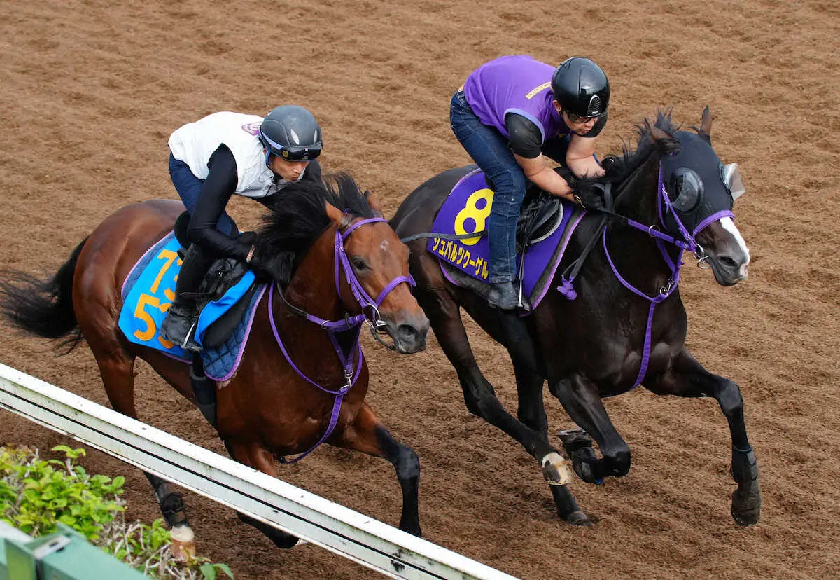 【菊花賞】シュバルツクーゲル　余裕のある動き　鹿戸師「弾丸みたいにはじけるかも」