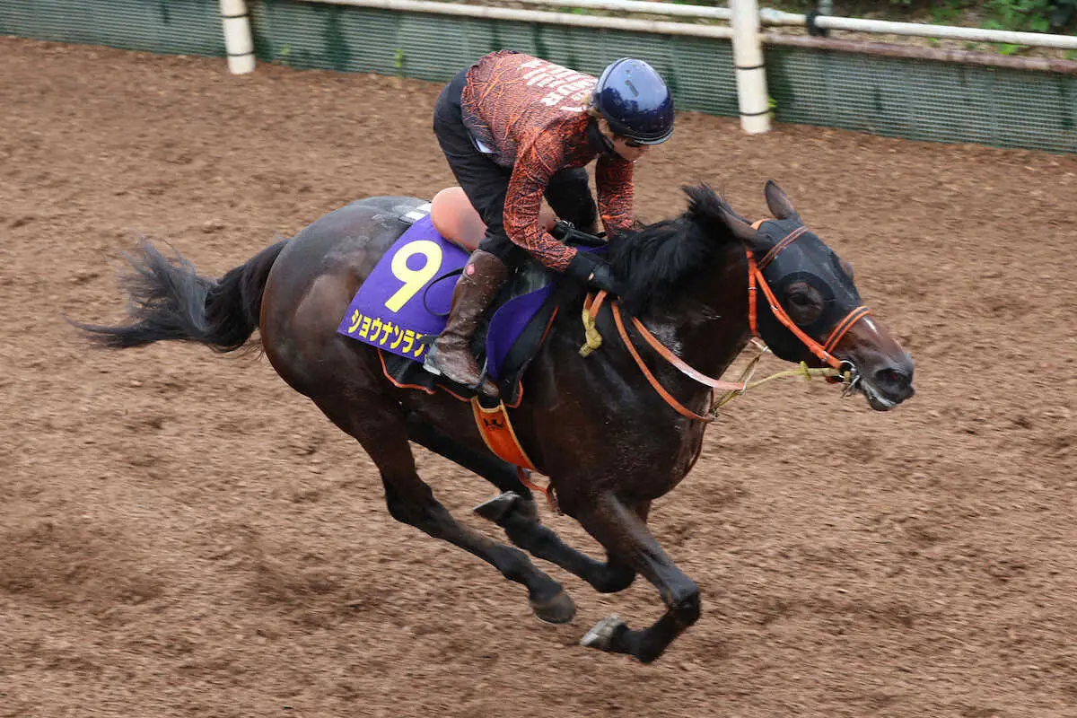 【菊花賞】ショウナンラプンタ　しまいをサッと流す　鮫島駿「久しぶりの右回りが鍵」