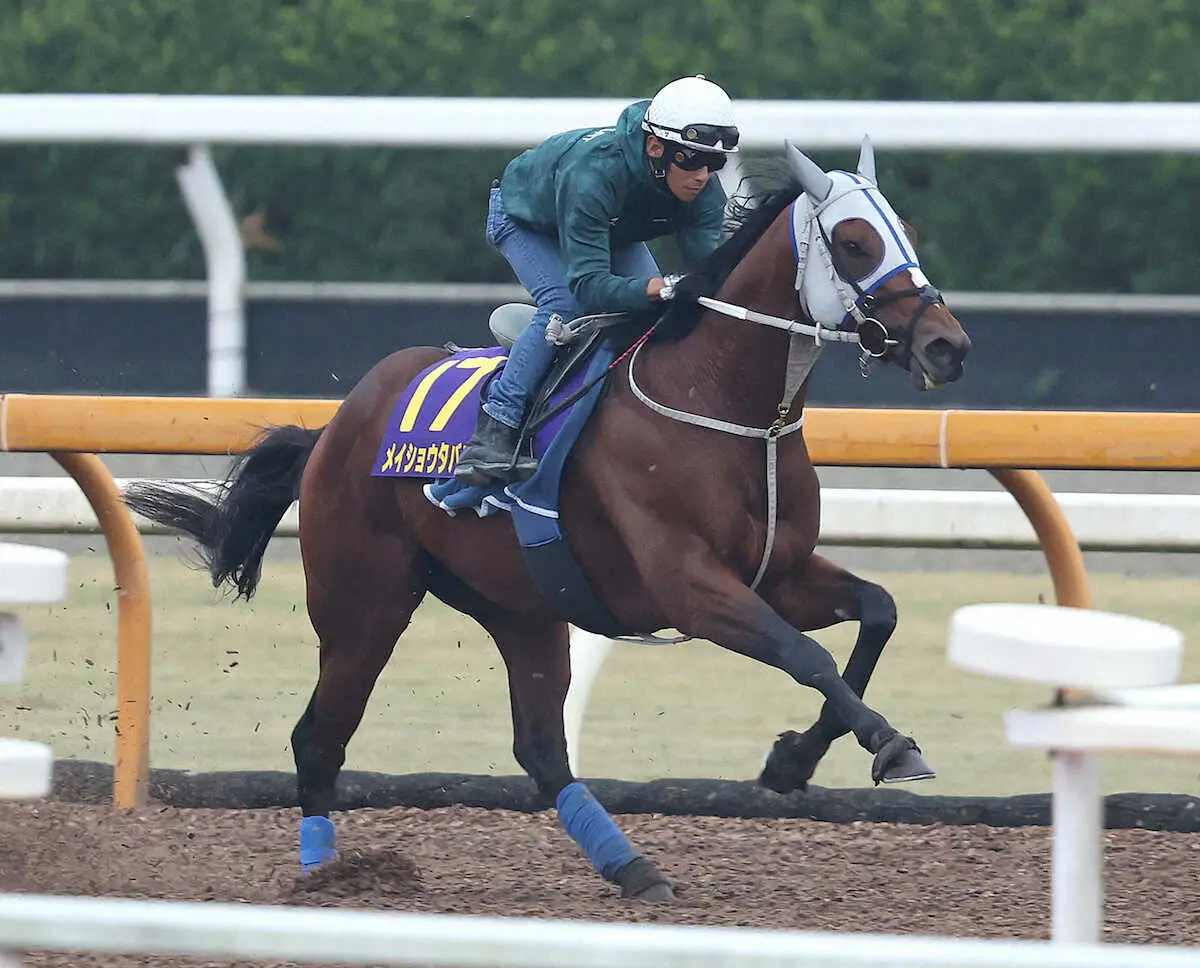 【菊花賞】メイショウタバルに浜中自信「この馬のリズムで走れば、通用する力はある」