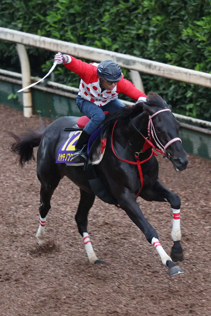 【菊花賞】ハヤテノフクノスケ　菊戴冠目指す青森産馬　中村師「力まなければ距離は問題ない」