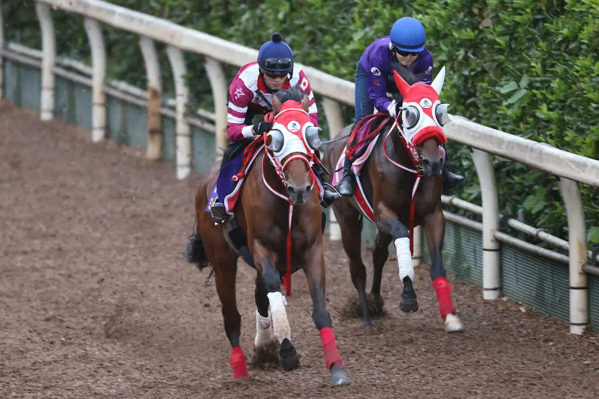 【菊花賞】ミスタージーティー　楽々2馬身先着　陣営も合格点「いい動き」