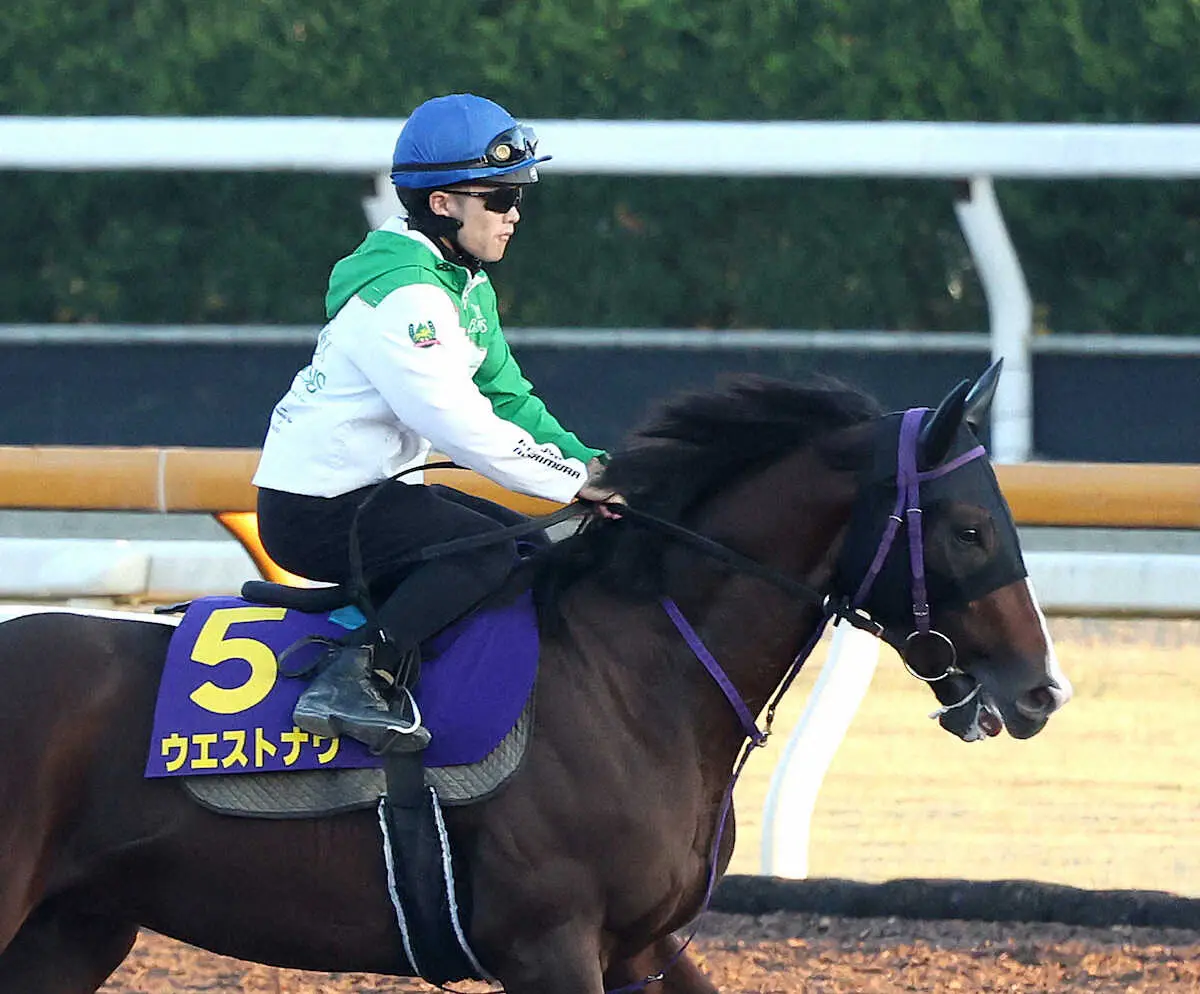 【菊花賞】（8）ウエストナウ　元気がいっぱい、佐々木師「この枠なら理想的ないいポジションを取れそう」