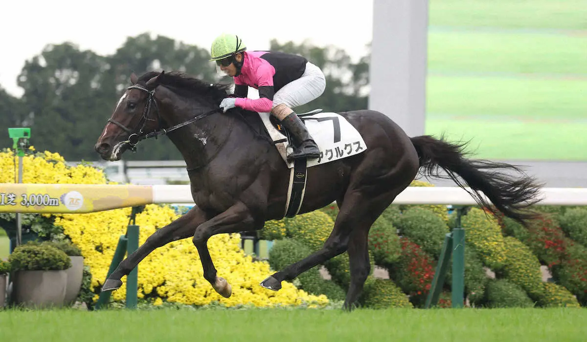 【京都新馬戦】アクルクス快勝!直線半ば抜けた　藤懸は絶賛「競走馬として言うことがない」