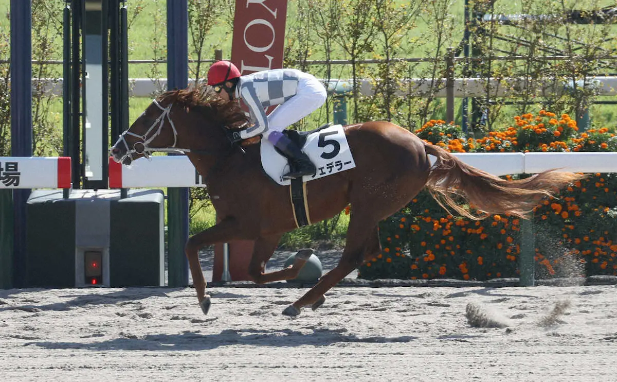 【画像・写真】【京都3R新馬】ナダル産駒フェデラー　砂で圧勝デビュー！武豊が導いた