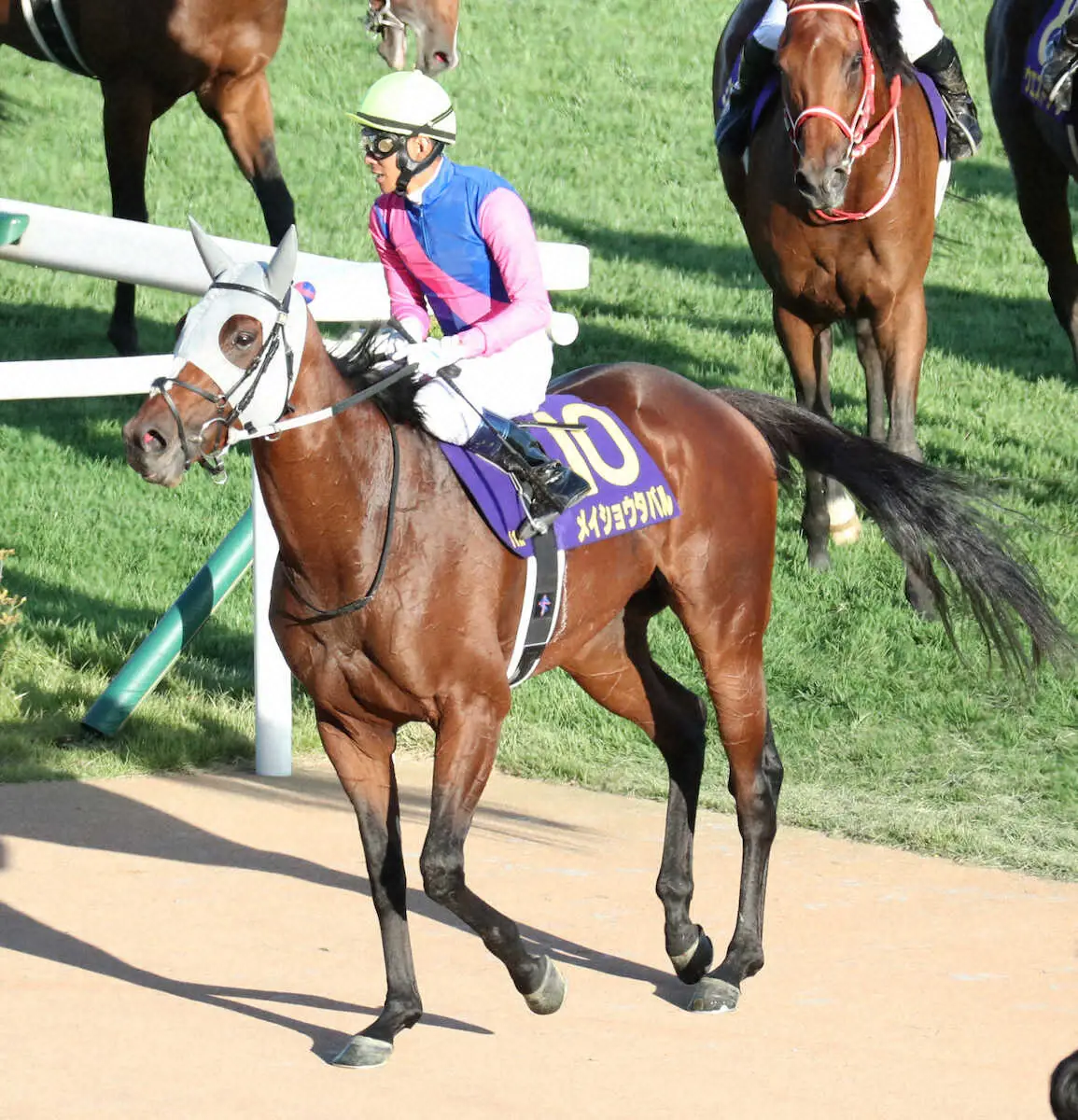 【菊花賞】メイショウタバル16着大敗…浜中「出入りの多い競馬で馬も嫌になったと思う」