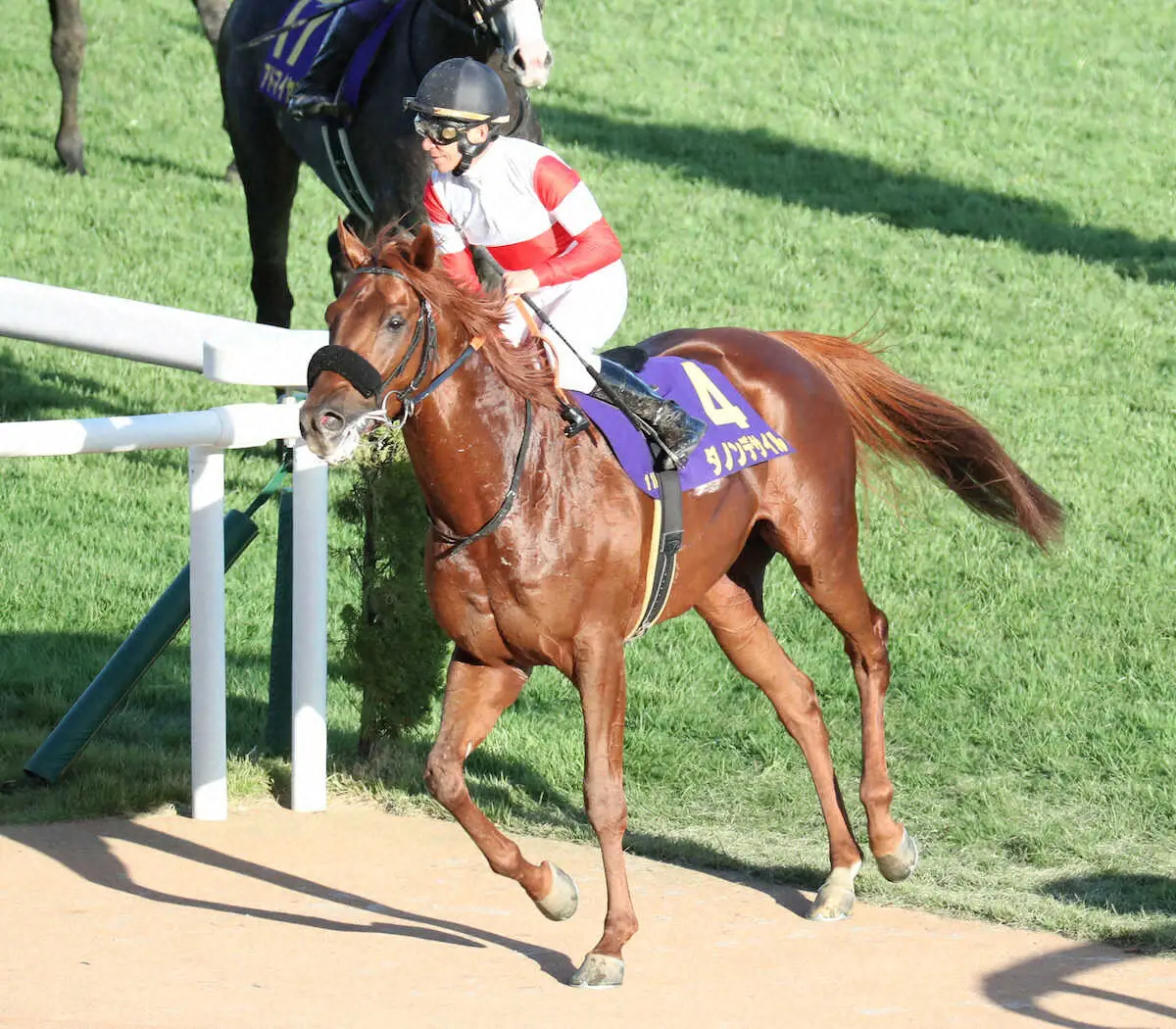 【菊花賞】ダービー馬ダノンデサイル“不運”6着…横山典も落胆「誰かが悪いわけじゃない」