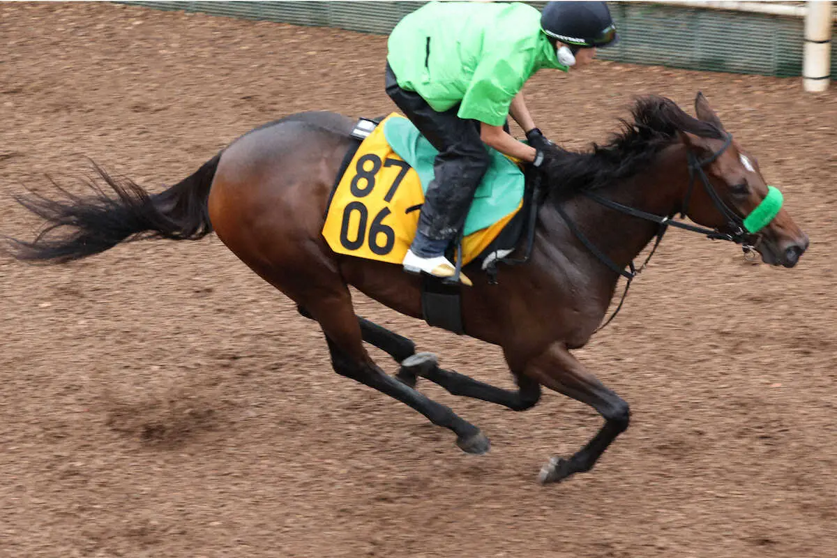 【スワンS】クランフォード　4連勝へ満足の仕上がり！杉山晴師「ストライド伸びていい状態」