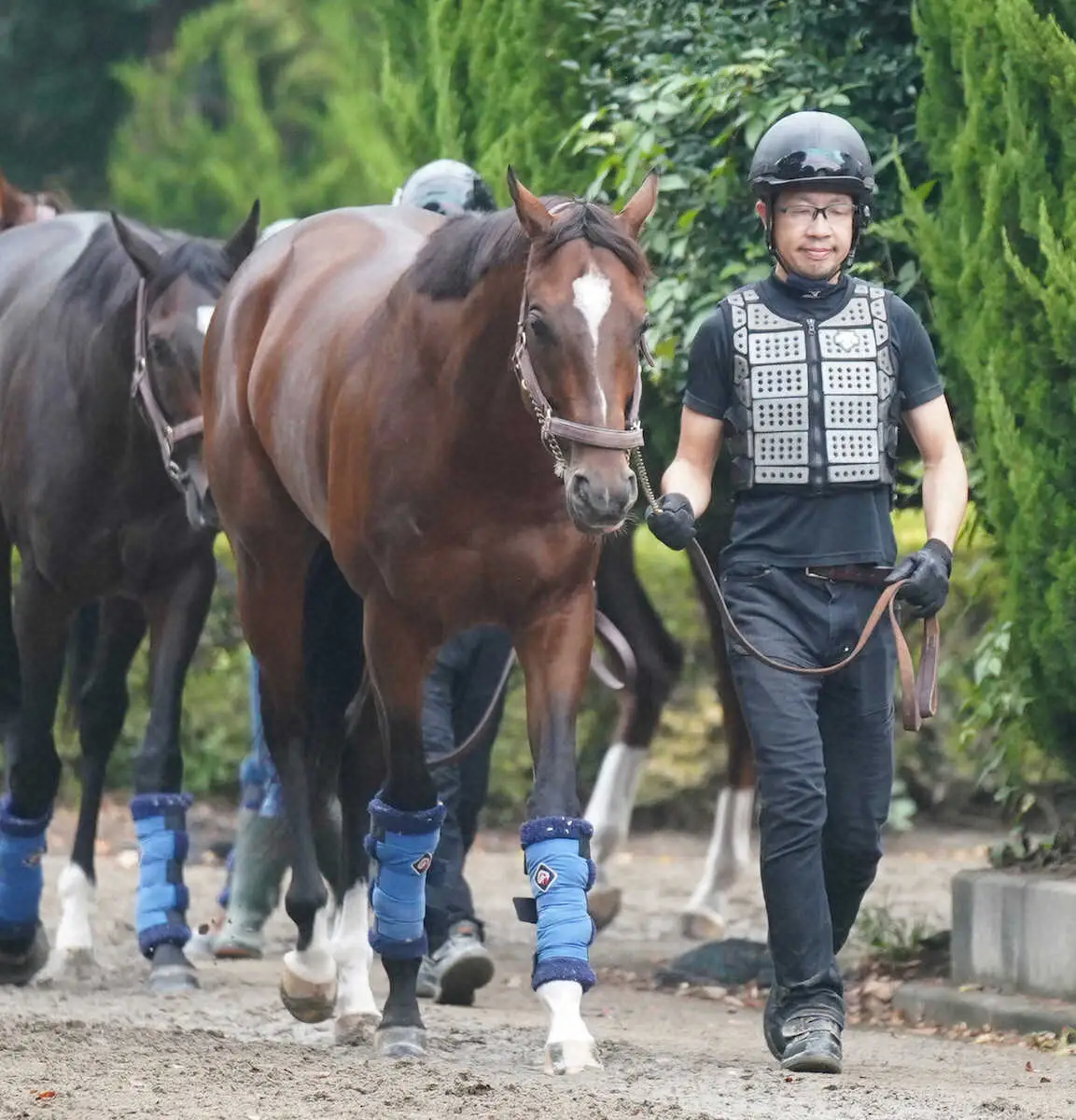 【天皇賞・秋】（14）レーベンスティール　初戴冠に期待　陣営「並びを考えるとやりづらくはない」