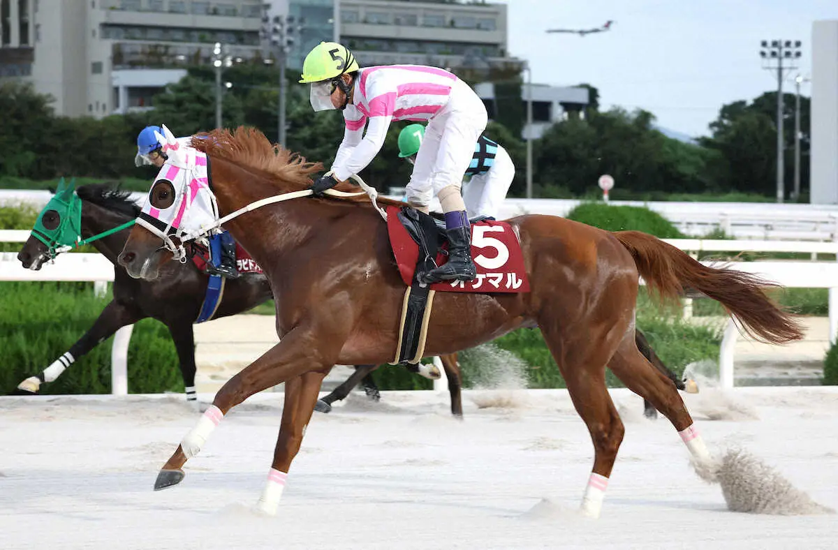 【画像・写真】【園田競馬　ネクストスター園田】1番人気オケマルが3戦無敗で重賞ゲット　一瞬ヒヤリも最後はねじ伏せた