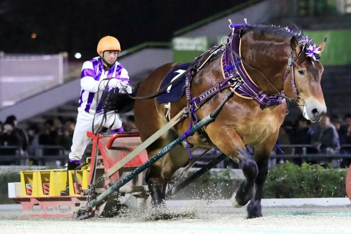 【ばんえい競馬　北見記念】メムロボブサップ　重賞20勝目　他馬寄せつけず圧勝