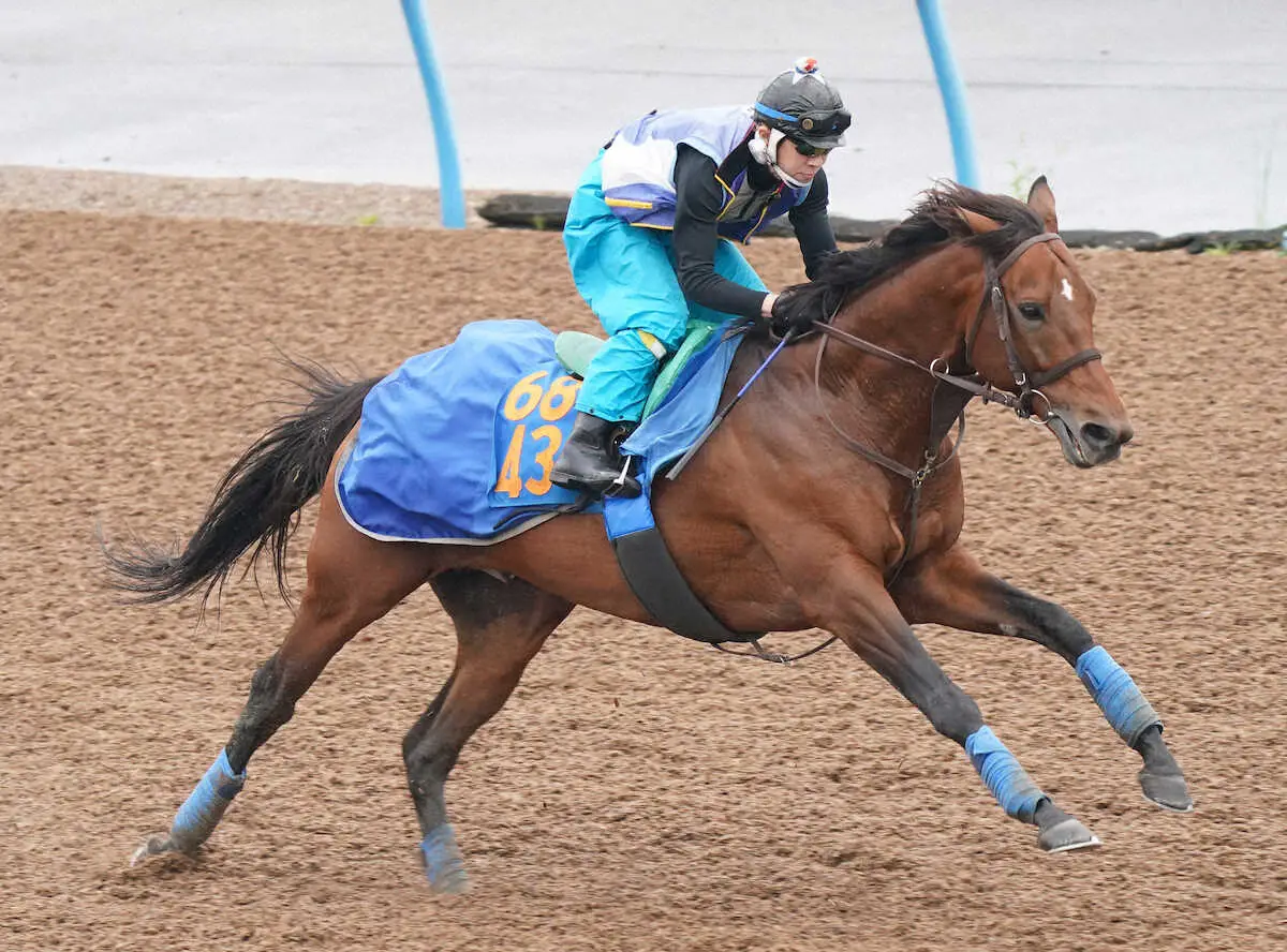 【アルゼンチン共和国杯】クロミナンス　7歳実りの秋！Wコース単走で躍動1F11秒6