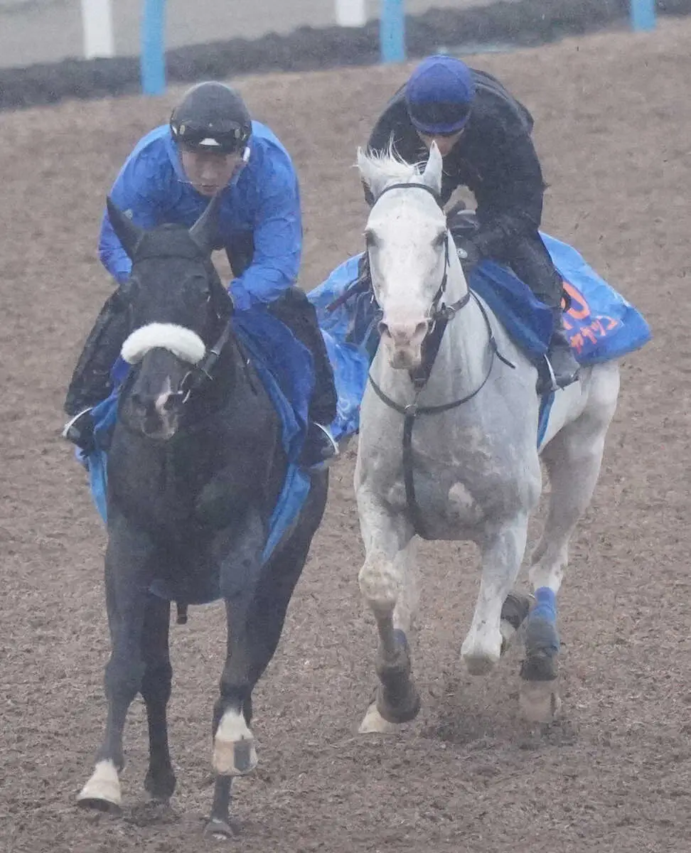 【アルゼンチン共和国杯】ハヤヤッコ　8歳でも力強い、国枝師「状態は変わらずこられている」